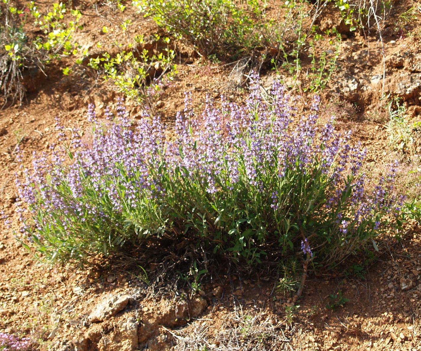 Sage plant